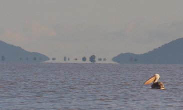 Pelican on Lake Chilwa, Malawi, Afika