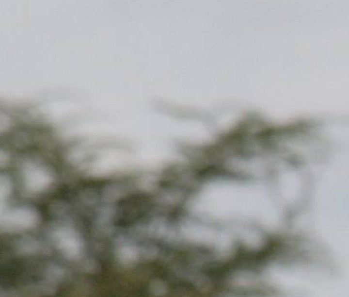 Kingfisher, Zomba, Malawi